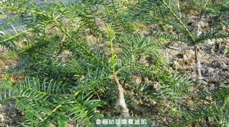 香榧树公母区分图片