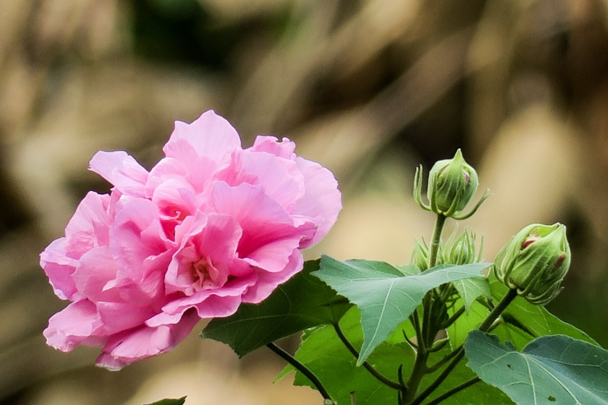 几禾花舍日签丨10月23日 漂亮—木芙蓉