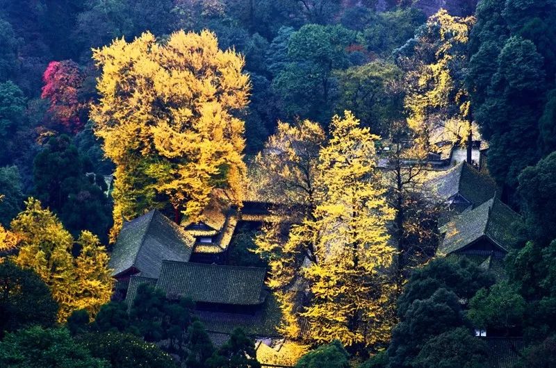 问道青城山丨走进成都市十大古树之首天师银杏