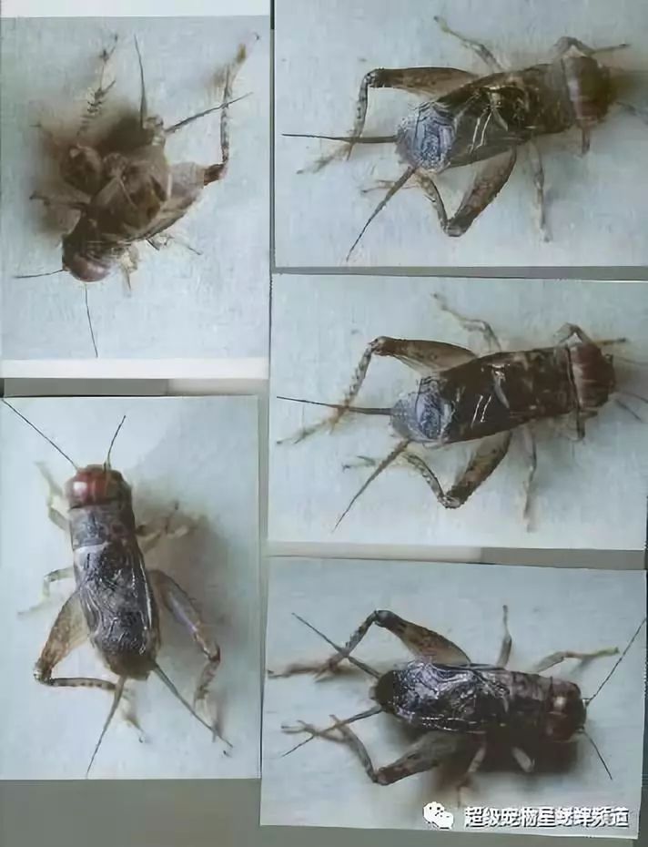 蟋蟀界的名人图片