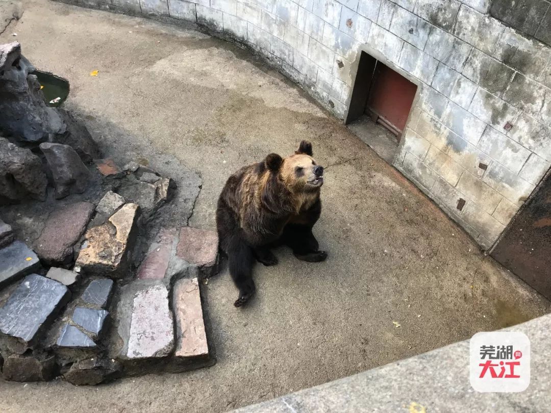 实拍芜湖动物园那些陪伴我们长大的动物它们还好吗