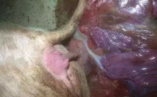 母猪产后排恶露的照片图片