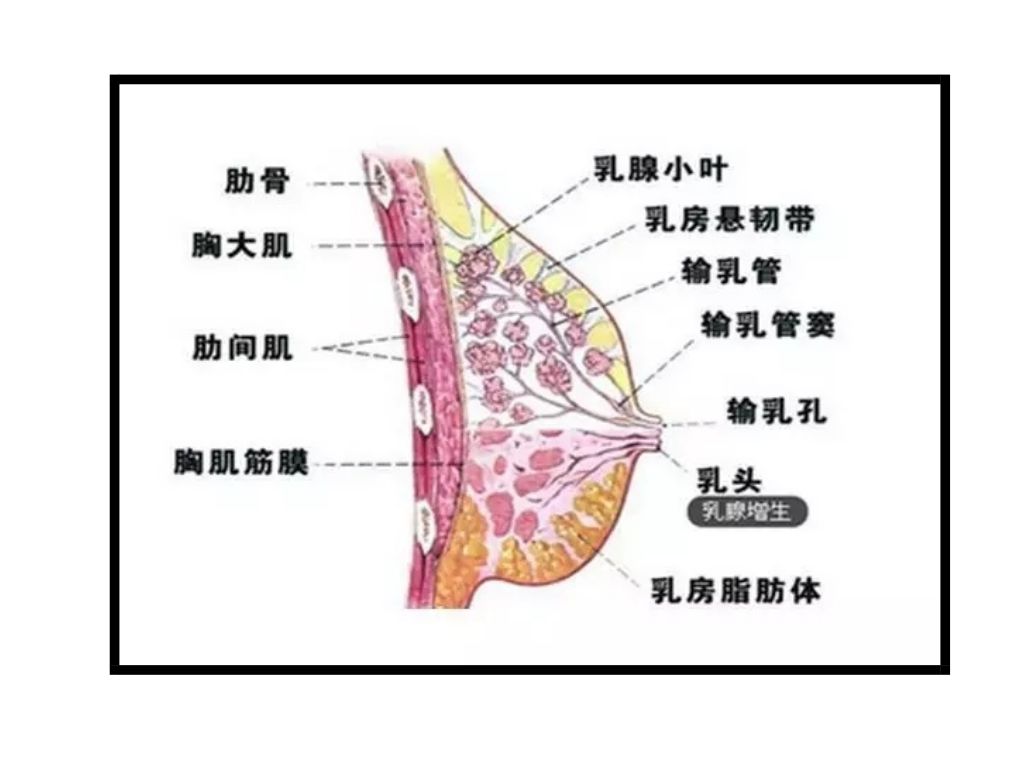 乳房的形状就像一棵倒生的树