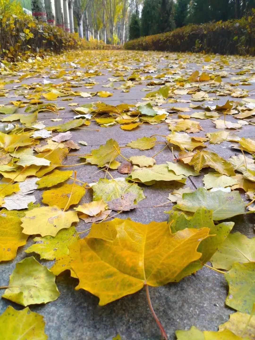 秋风萧瑟,露结成霜看巍峨远山,红叶似锦霜降时节,邂逅青城别样晚秋