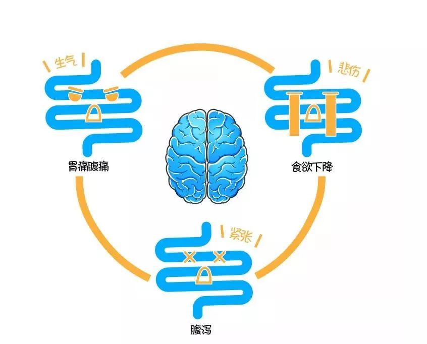 除了这坚固的金三角 肠道作为人体的第二大脑 这个时候就需要哄哄