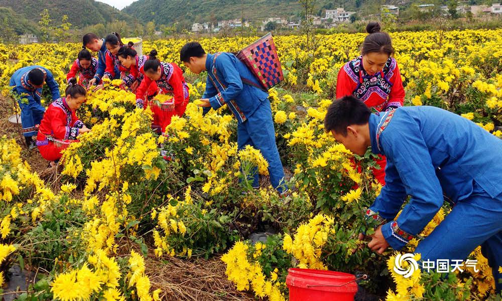 10月23日正值霜降時節,貴州省福泉市龍昌鎮長衝村種植的百畝金絲皇菊