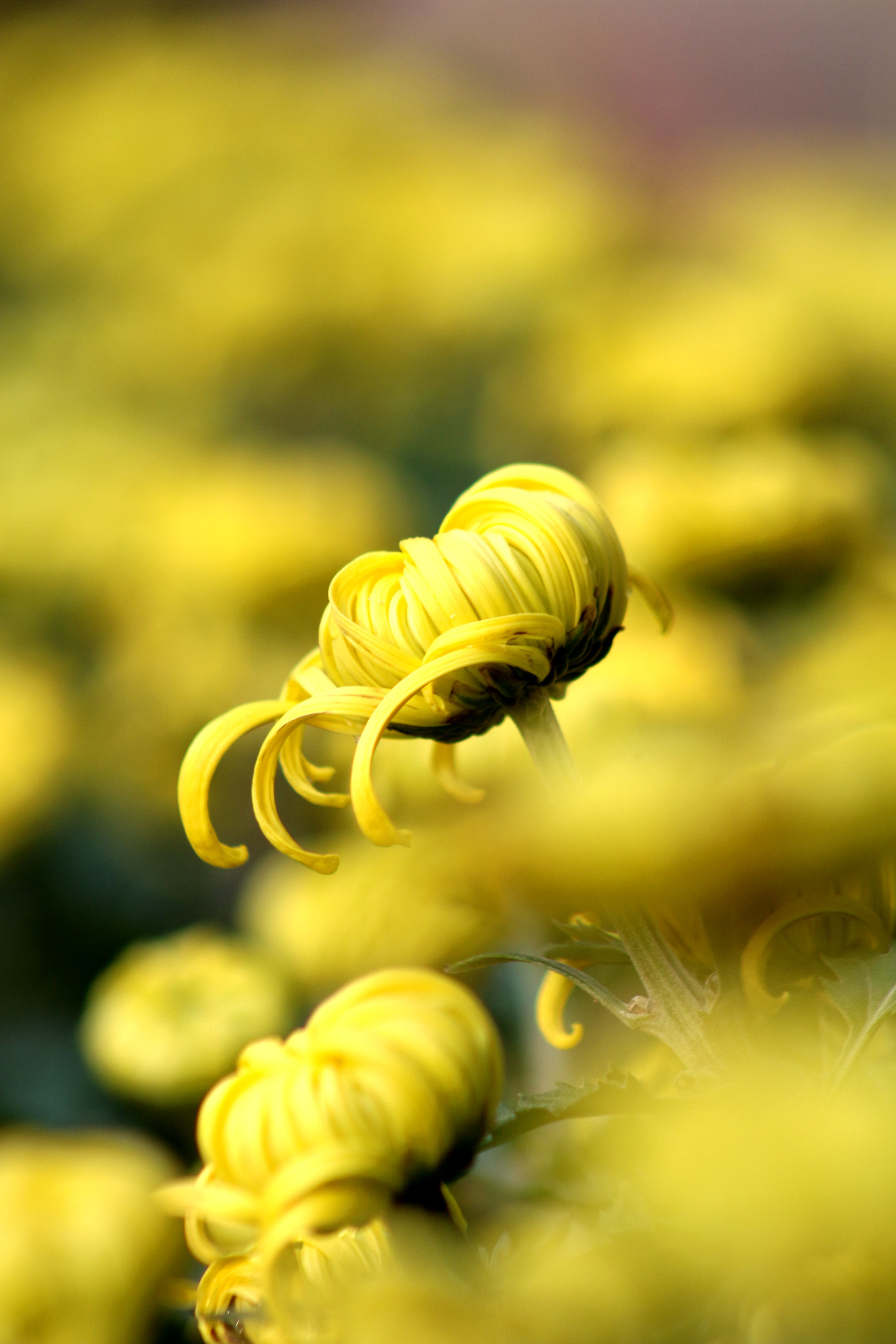 菊花的品种图片和花名(菊花的品种有哪些带图片大全)