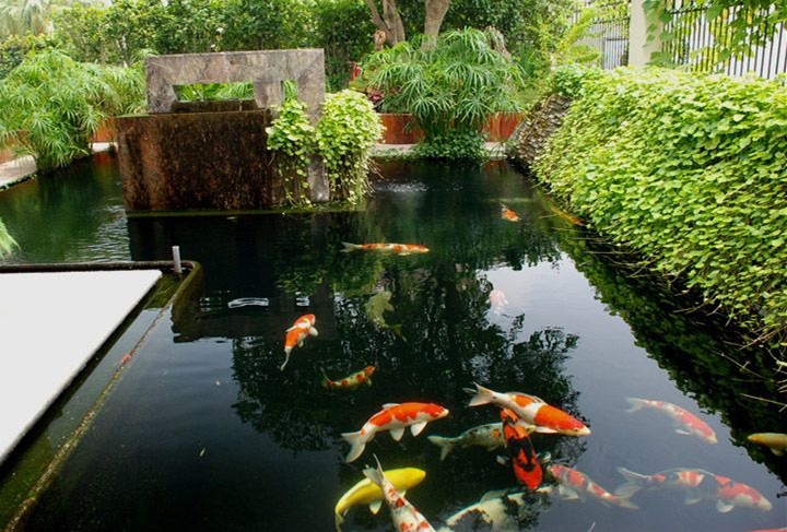 錦鯉魚池美圖,別墅花園中漂亮的錦鯉魚池.