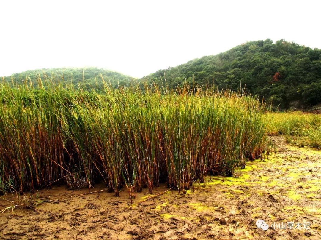 互花米草——禾本科,为我国沿海一带重量级的入侵植物