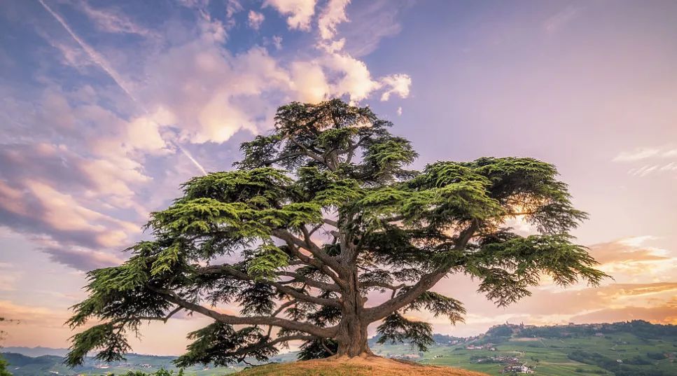 佳美的树木,就是黎巴嫩的香柏树,是耶和华栽种的,都满了汁浆