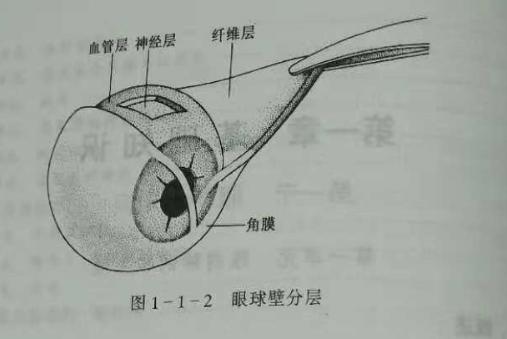 初级验光师培训知识点眼的解剖和生理概述