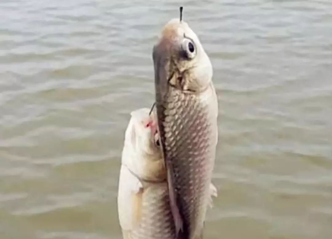 秋釣鯽魚的用餌和釣具很關鍵,別不在意,每一次都用得上