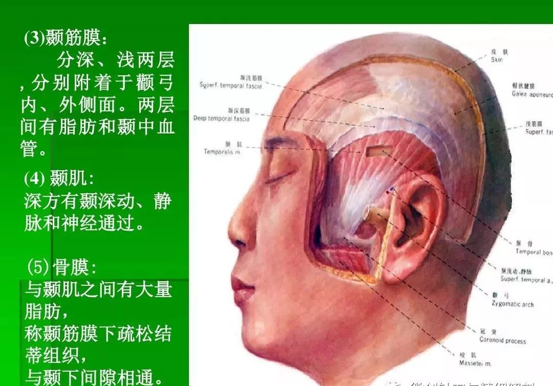 头部解剖位置图片