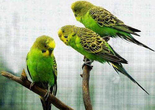 地球上10大最适合家养的鸟类,黄鹂第九,画眉第四,八哥榜首