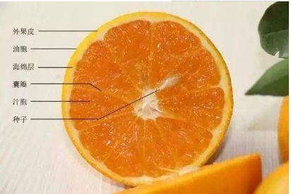 柑橘浮皮说白了就是果皮与果肉分离,中间产生了间隙,捏着有些松软,给