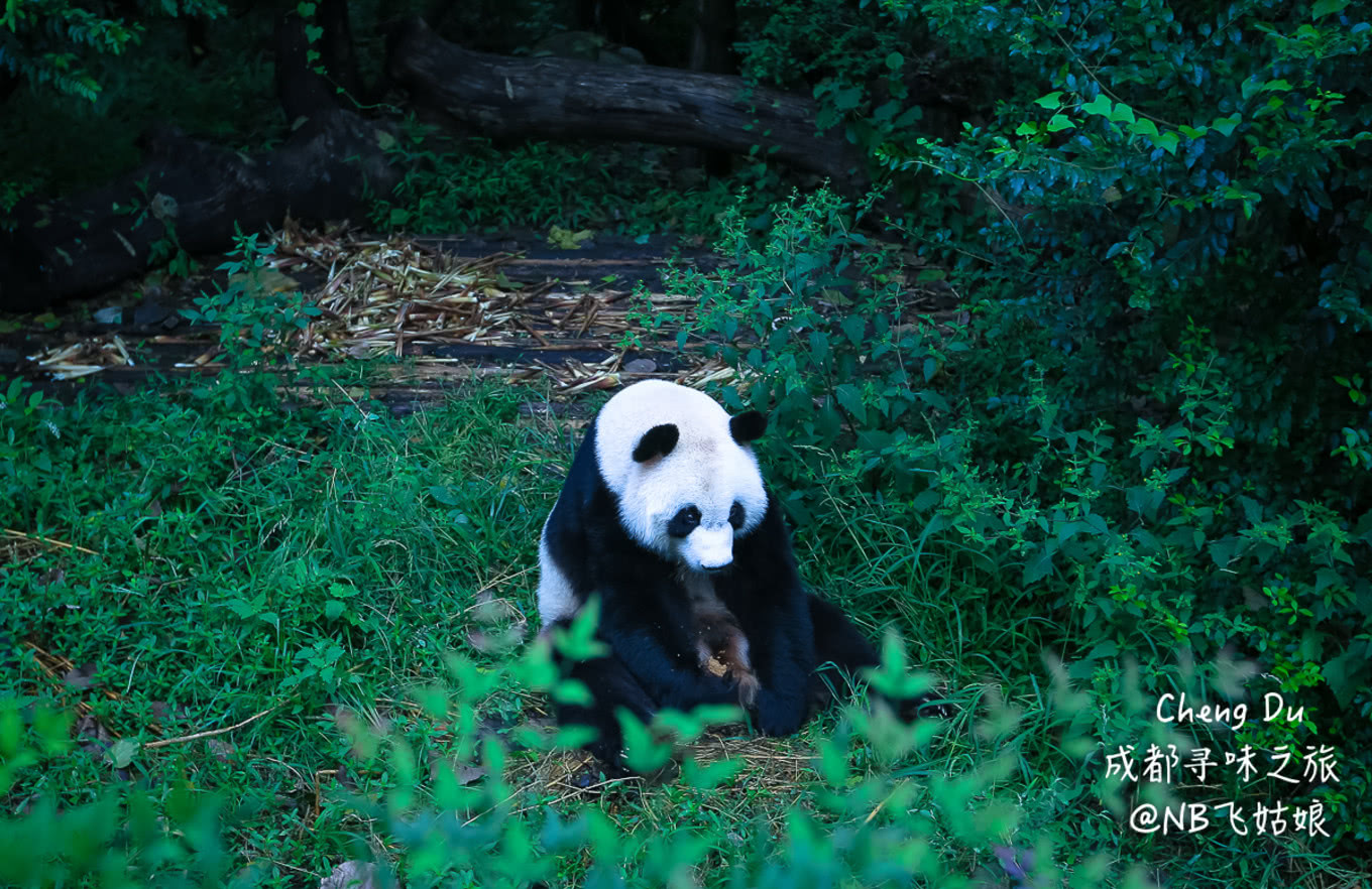 这一站,成都寻味之旅:成都网红美食,成都网红熊猫,成都真好!