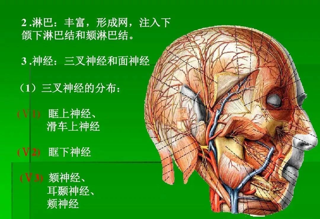 局部解剖頭部