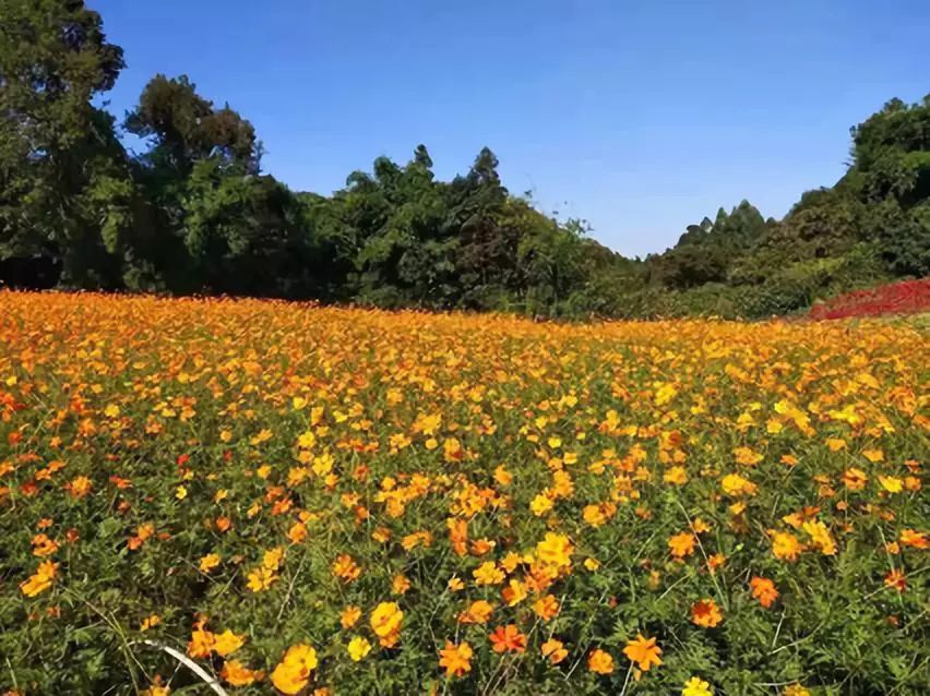 相約花漾石象湖,享受秋遊慢時光