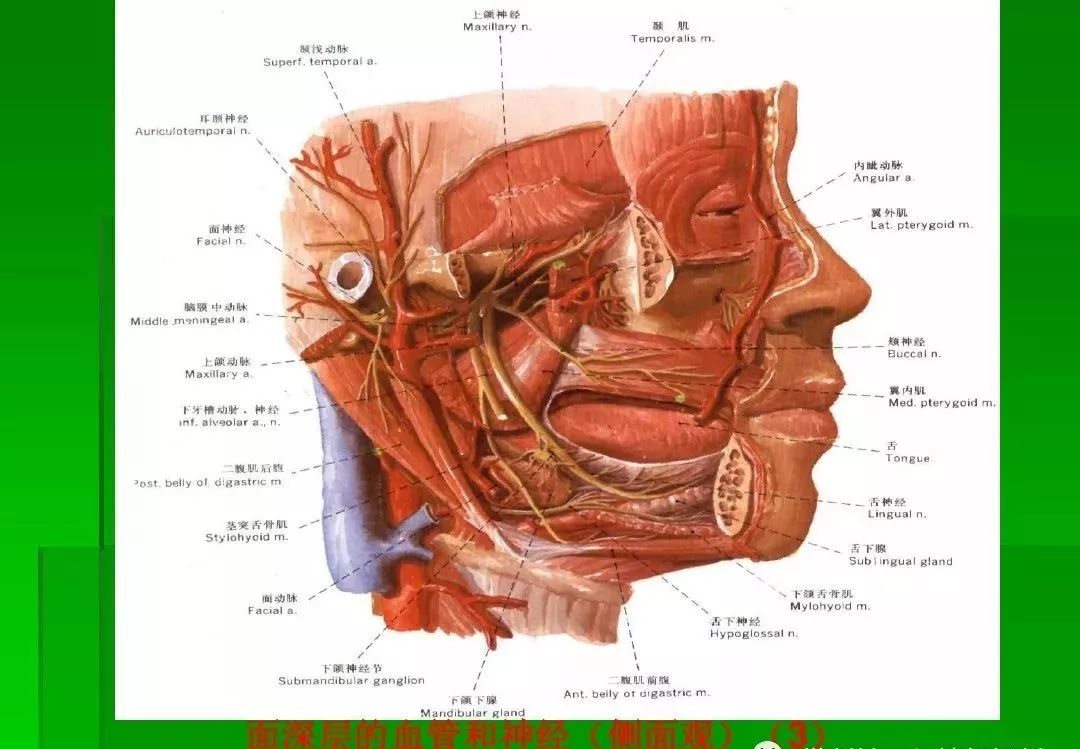 人体头部构造器官图解图片