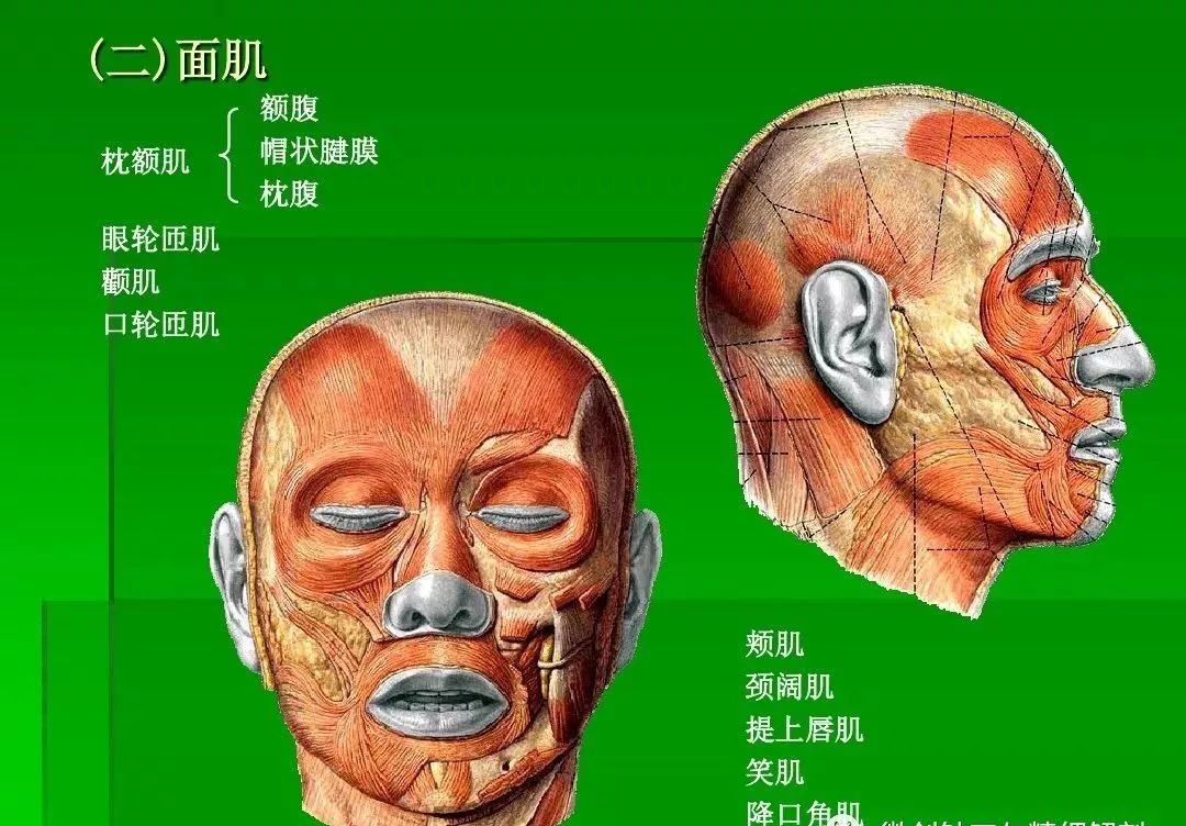 头部皮肤解剖图图片