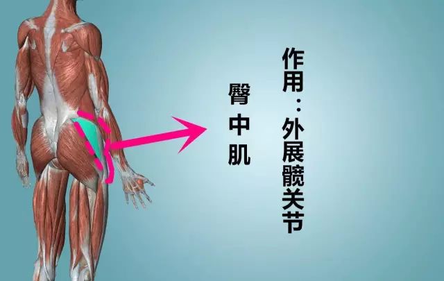 肌肉運動功能解剖上肢結構及功能的簡要介紹