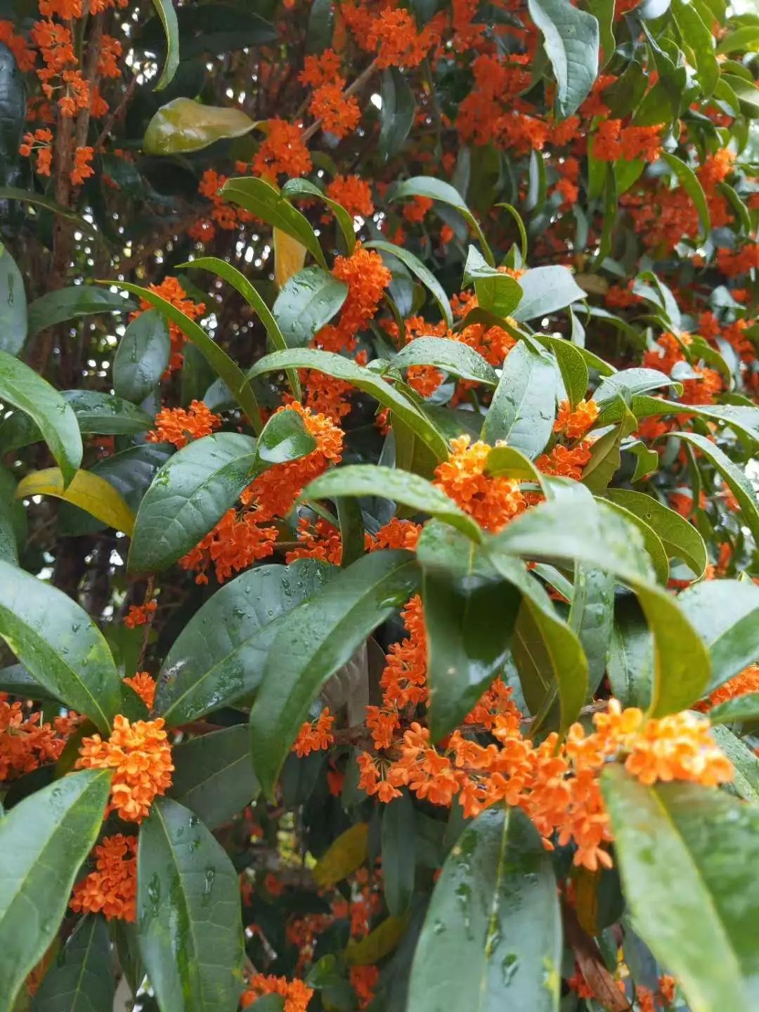 桂花有几种品种(桂花有几种品种分别是什么)