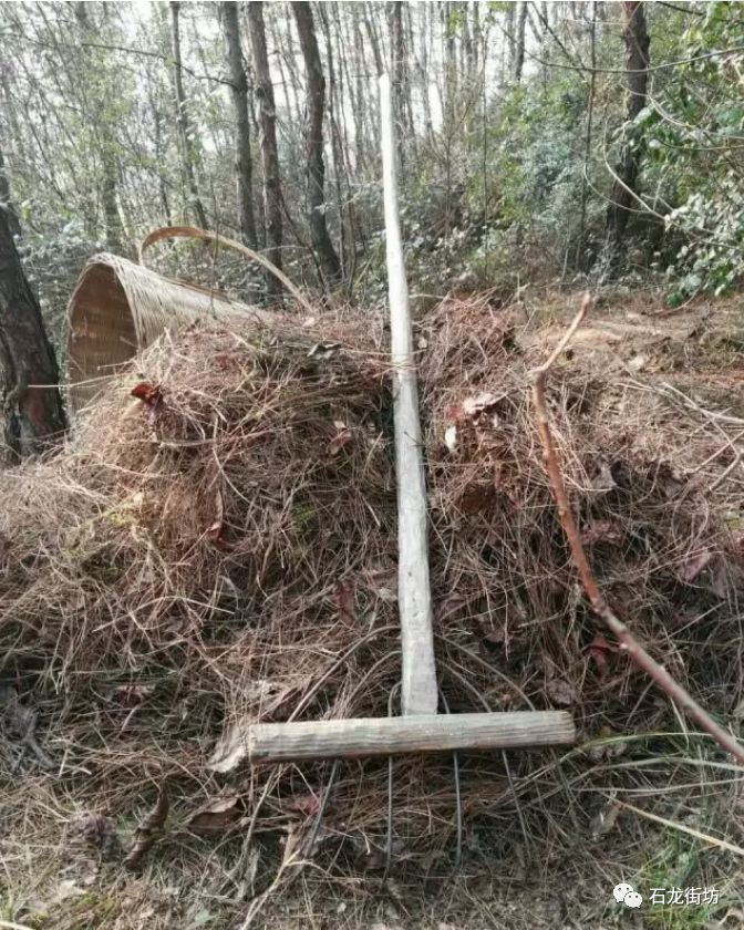 石龙人上山抓松毛的日子还记得吗