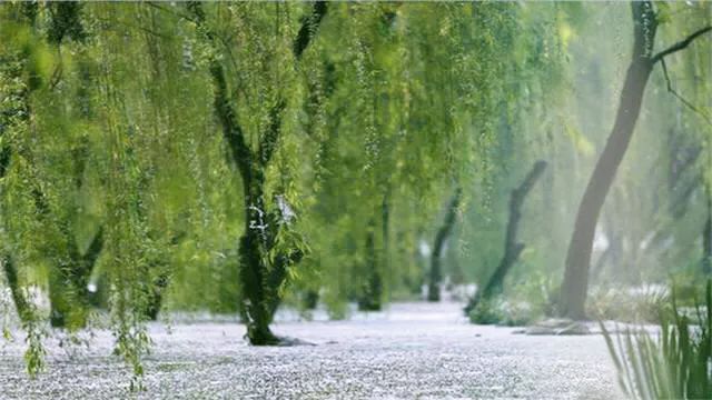 灞柳飞雪图片