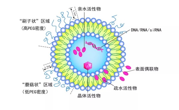 多囊脂质体图片