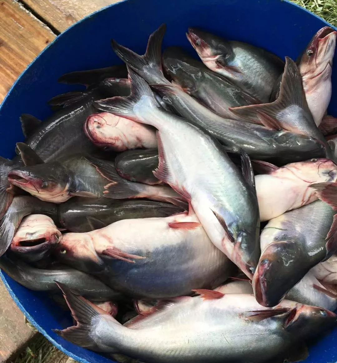 国内巴沙鱼养殖遭遇低温考验16水温是底限要怎样过冬