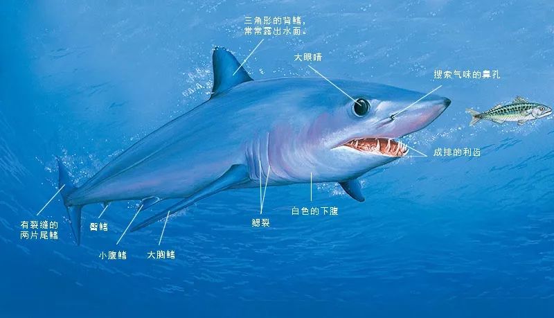 鲨鱼的身体结构有这样的作用:胸鳍使身体向上,尾鳍使身体向下