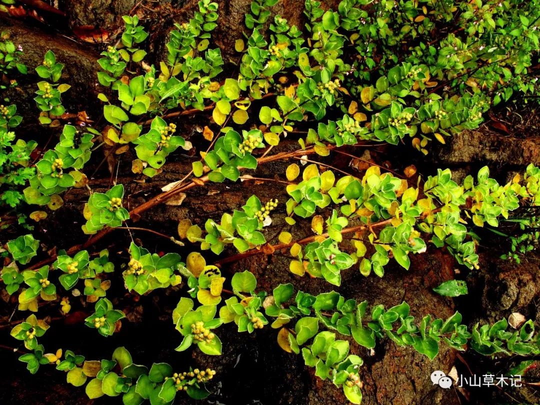 宁波滨海耐盐碱植物调查小记