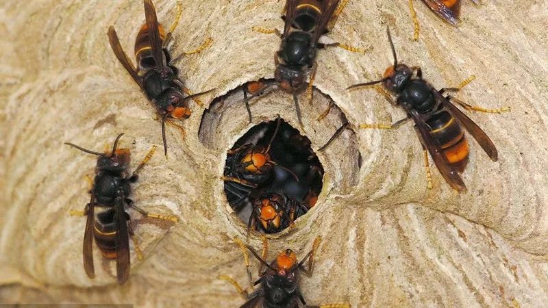马蜂又称为胡蜂或黄蜂,雌蜂身上有一根有力的长螫针,在遇到攻击或