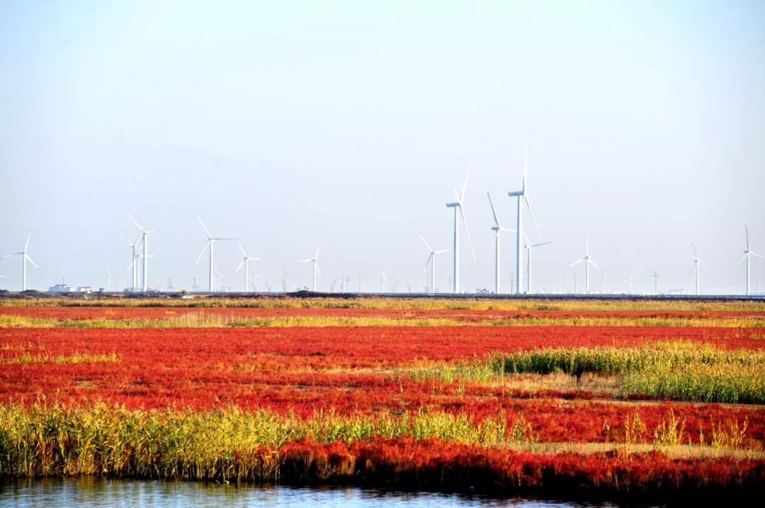 這是一組來自東營的原生態大片——金秋盡賞 浪漫紅毯!