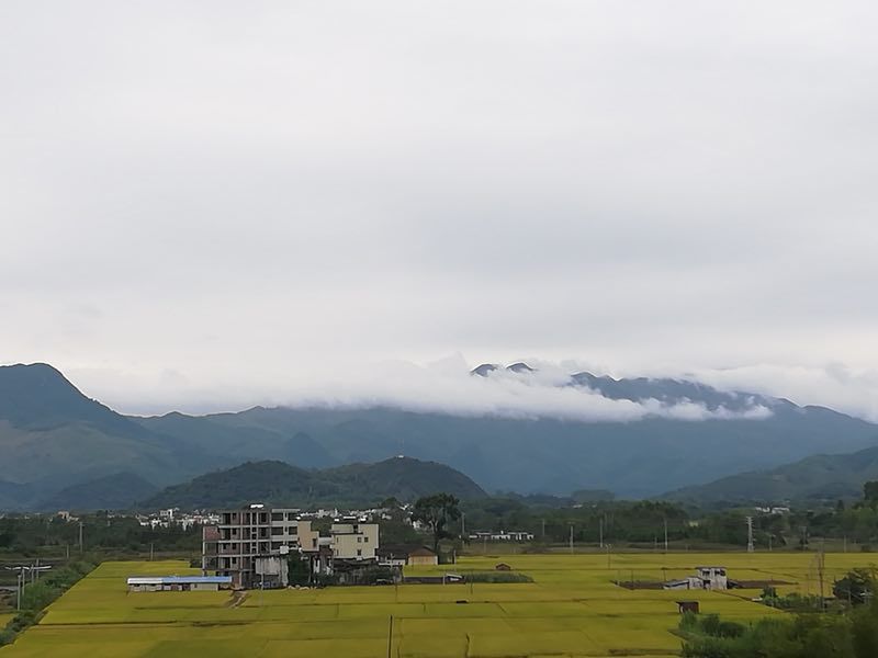 青山绿水新圩村,番附学子学农来