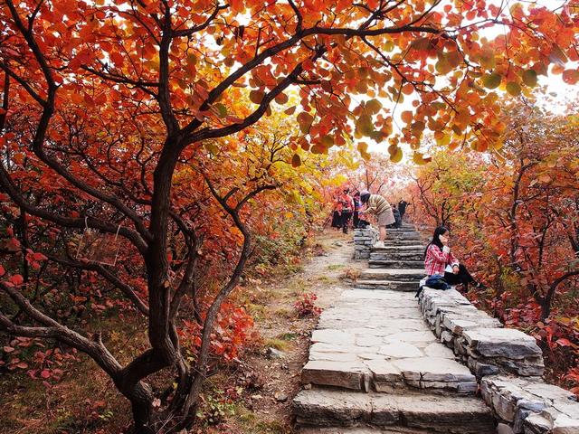 饒了我吧,坡峰嶺的紅葉才是漫山遍野,如火似霞_黃櫨