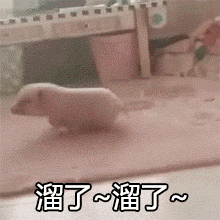 一只猪走路gif 动态图片