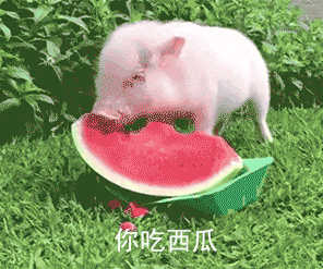 猪吃食动态图片图片