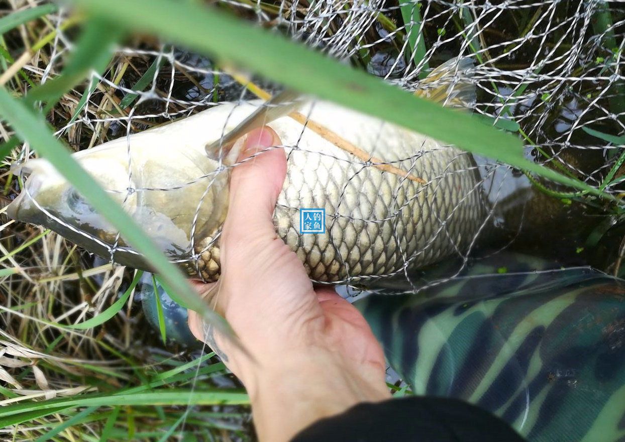 最好玩的野外釣法谷麥釣魚經驗技巧分享爆釣滿滿一盆野生大魚