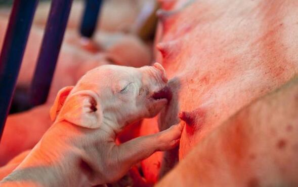 母猪产小猪的全过程图片