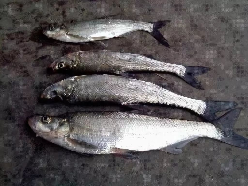 白鱼共有16种,为我国特有主要分布于云南的西北部和四川邛海