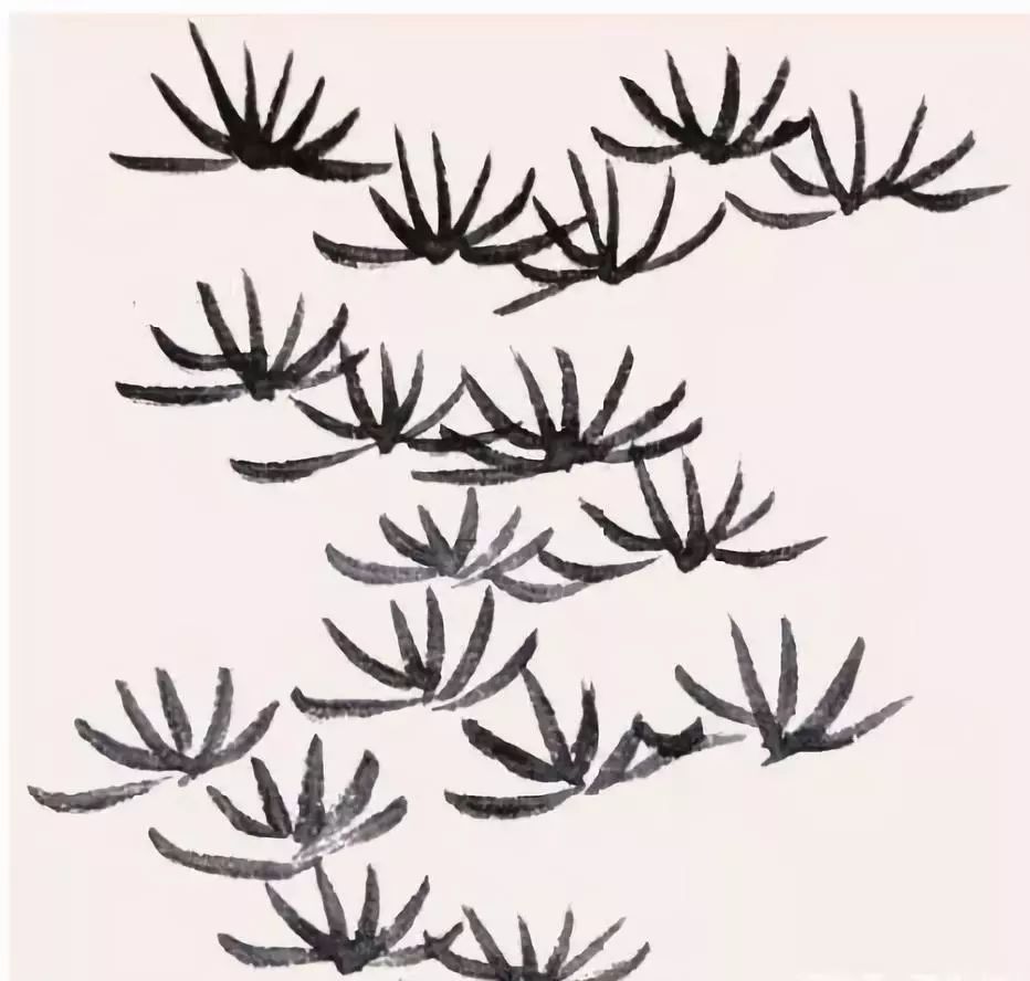 松树叶子画法简单图片