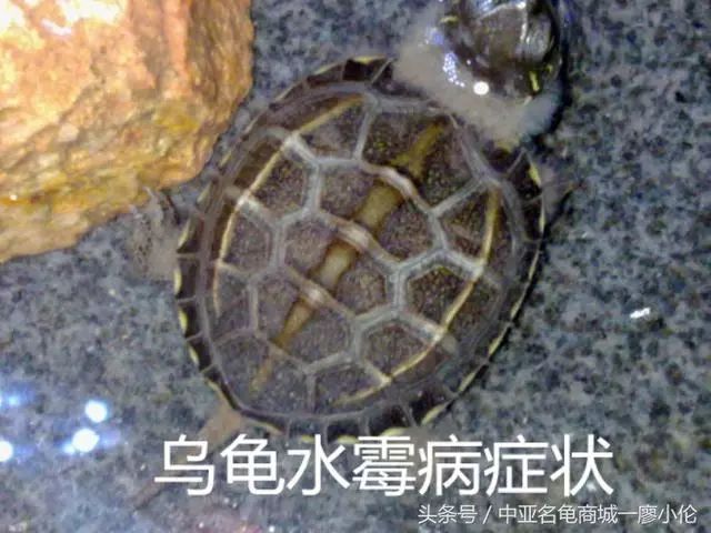 乌龟水霉病图片症状图片