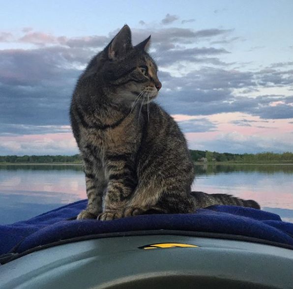 猫咪自拍划船头像图片
