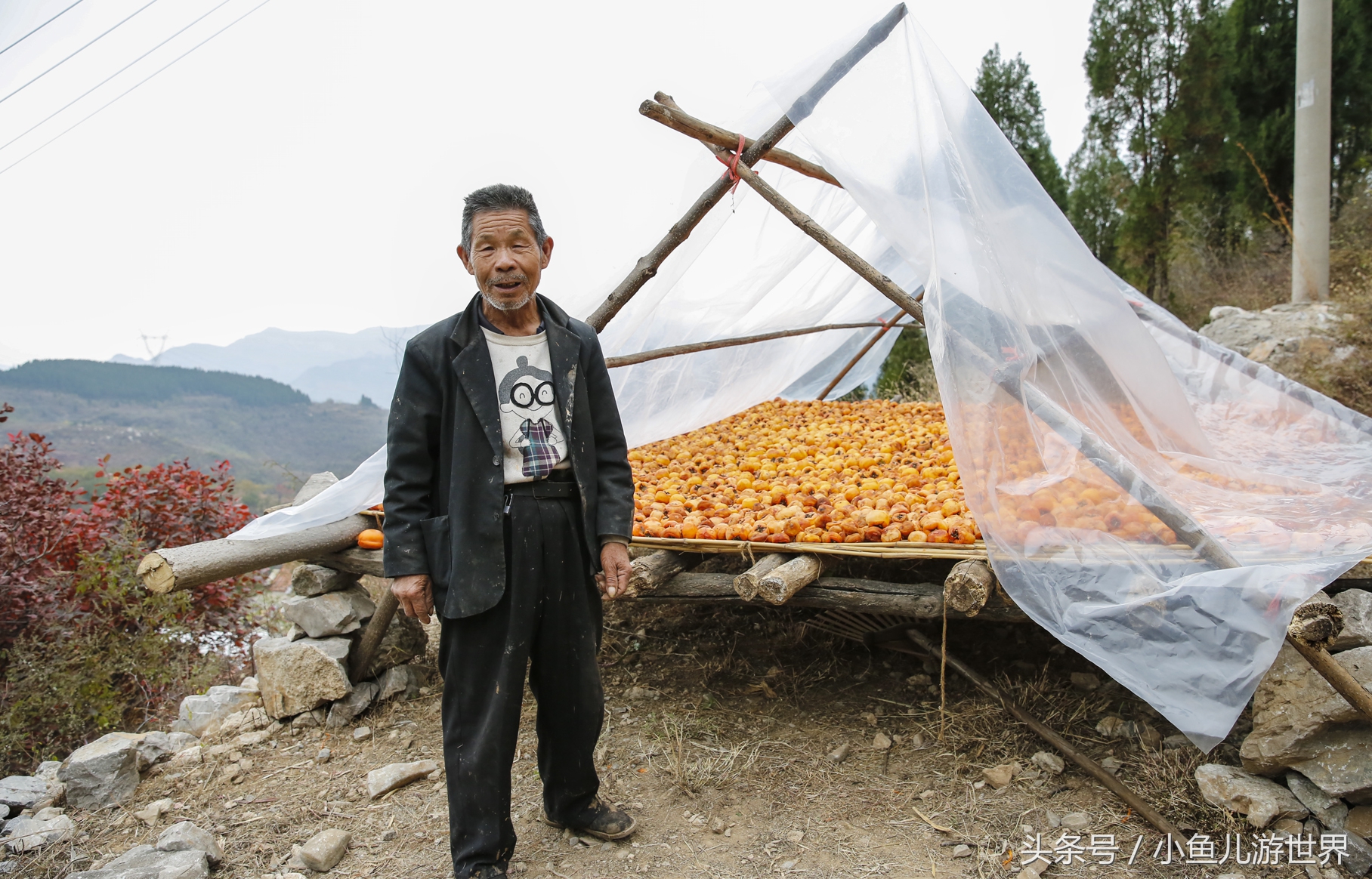 深秋季節魯南山區農民大爺的稀罕物供不應求遍山紅葉引遊客