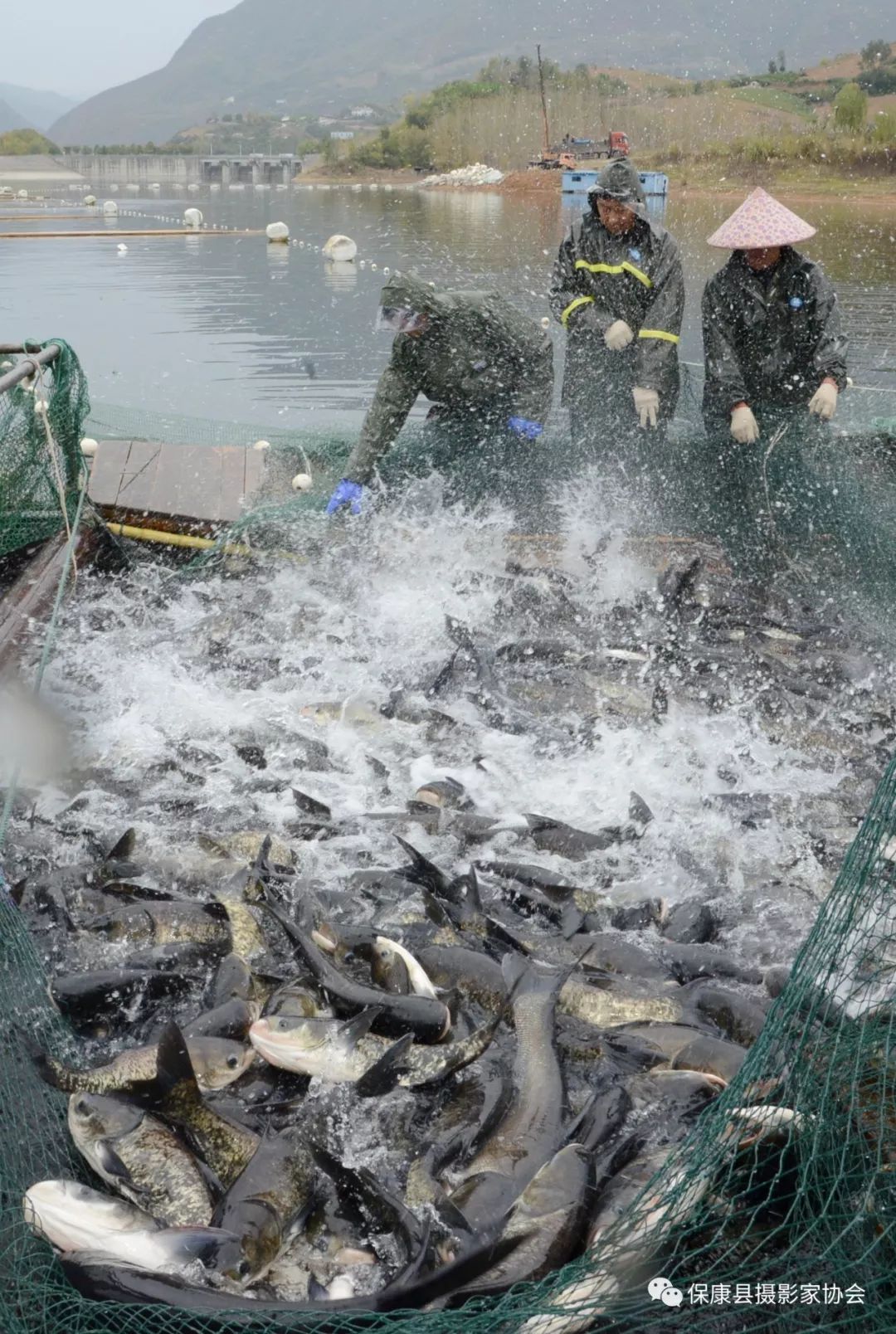 金秋時節魚滿艙水美人喜豐收忙