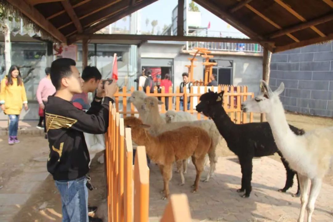 苍山动物园图片