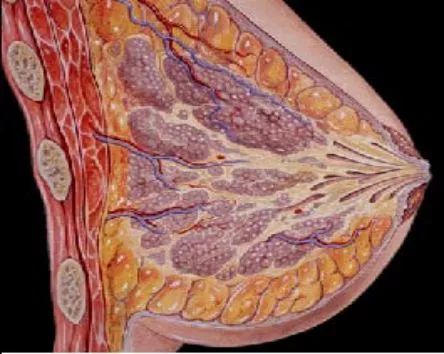 乳腺结节经常乳房胀痛这些情况预示着癌变