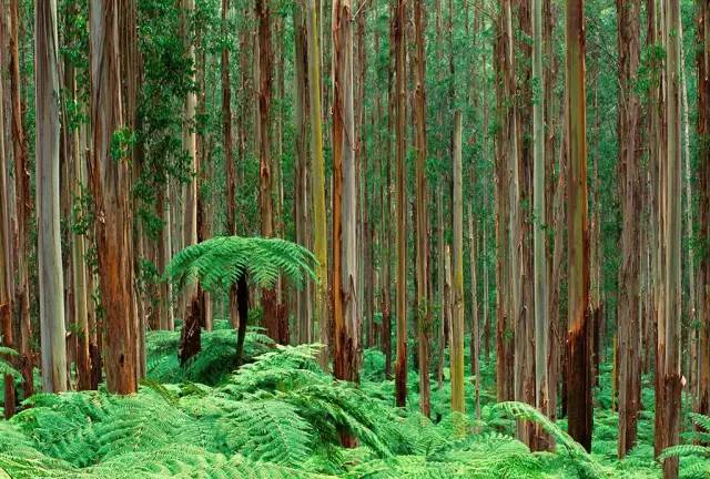澳大利亚原始森林图片