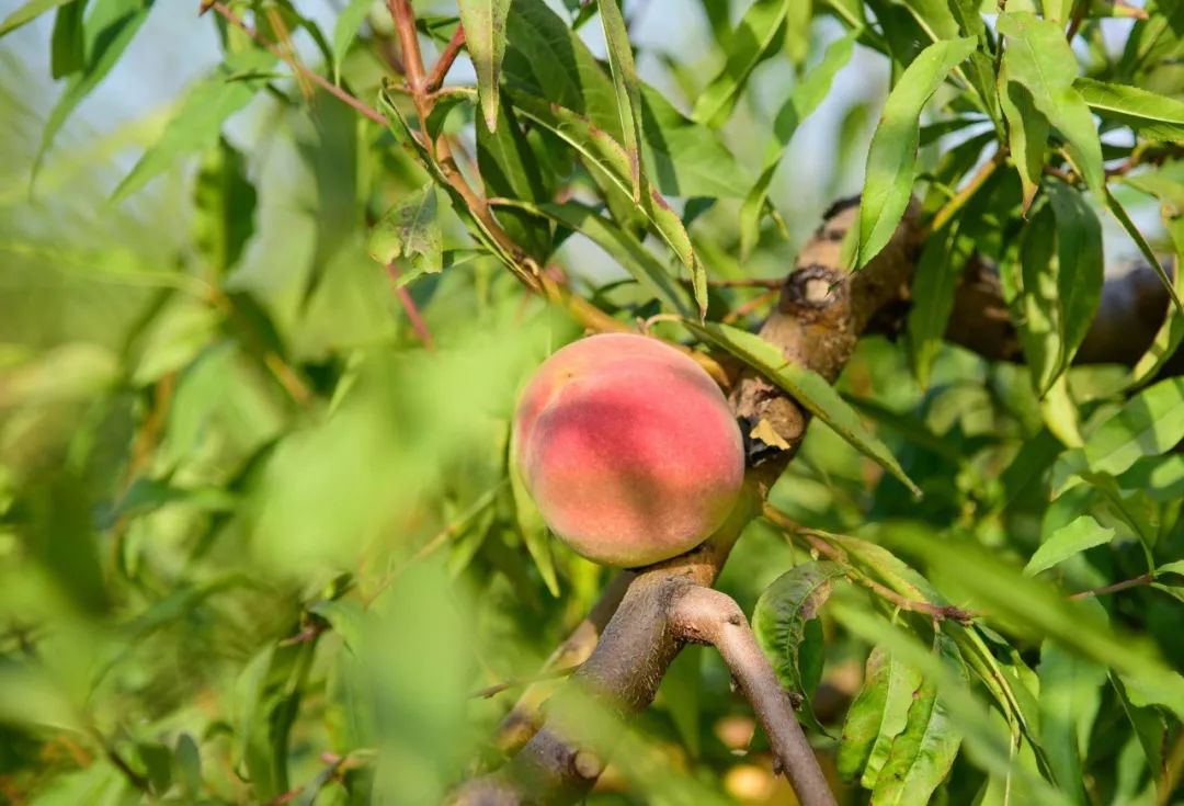 甜蜜暴击果园直发生长周期200多天的冬桃甜到心窝里